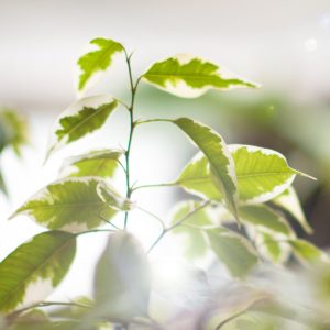 Büropflanze Birkenfeige