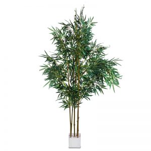 Büropflanze Kentia Palme